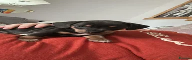 Chiweenie 1