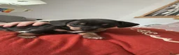Chiweenie dogs for sale: Chihuaha X Dachshund - Advert 3