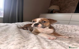 Mixed Breed dogs for sale: 1 female left -  Bitches - Olde English Bulldogge  in Haddington - Image 30
