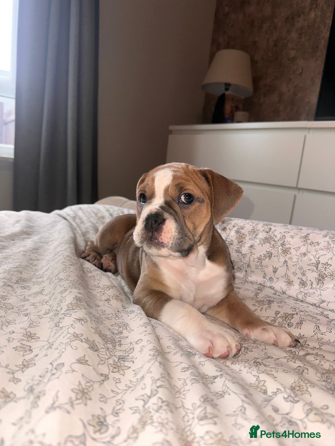 Mixed Breed dogs for sale: 1 female left -  Bitches - Olde English Bulldogge  in Haddington - Image 30