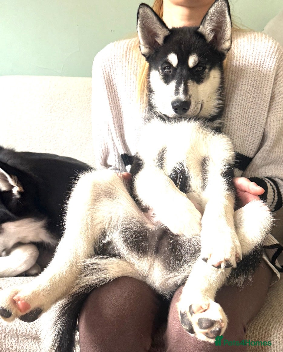 Siberian Husky dogs Our last Siberian husky ♥️ - Advert 11