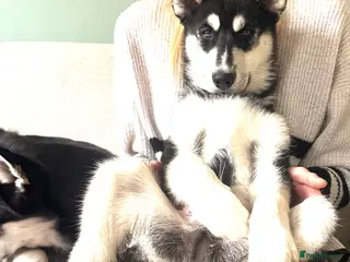 Siberian Husky dogs Our last Siberian husky ♥️ - Advert 11