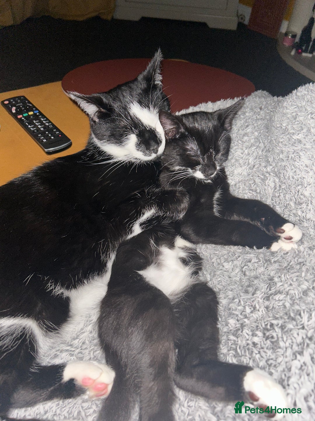 Mixed Breed cats for sale: Adorable 4 month old Tuxedo kitten - Advert 6