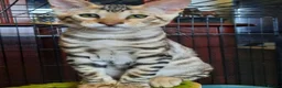 Toyger cats for sale: OUTSTANDING PEDIGREE SILVER TOYGER CUB - Advert 9