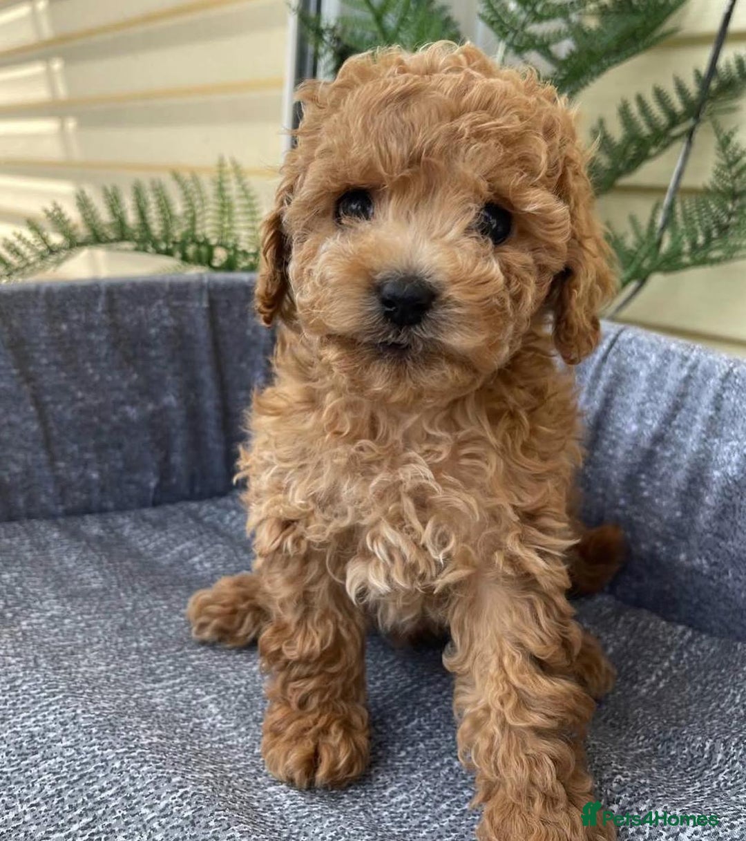 Toy Poodle dogs for sale: Purebred Toy Poodles Puppies Loving Homes! - Image 4