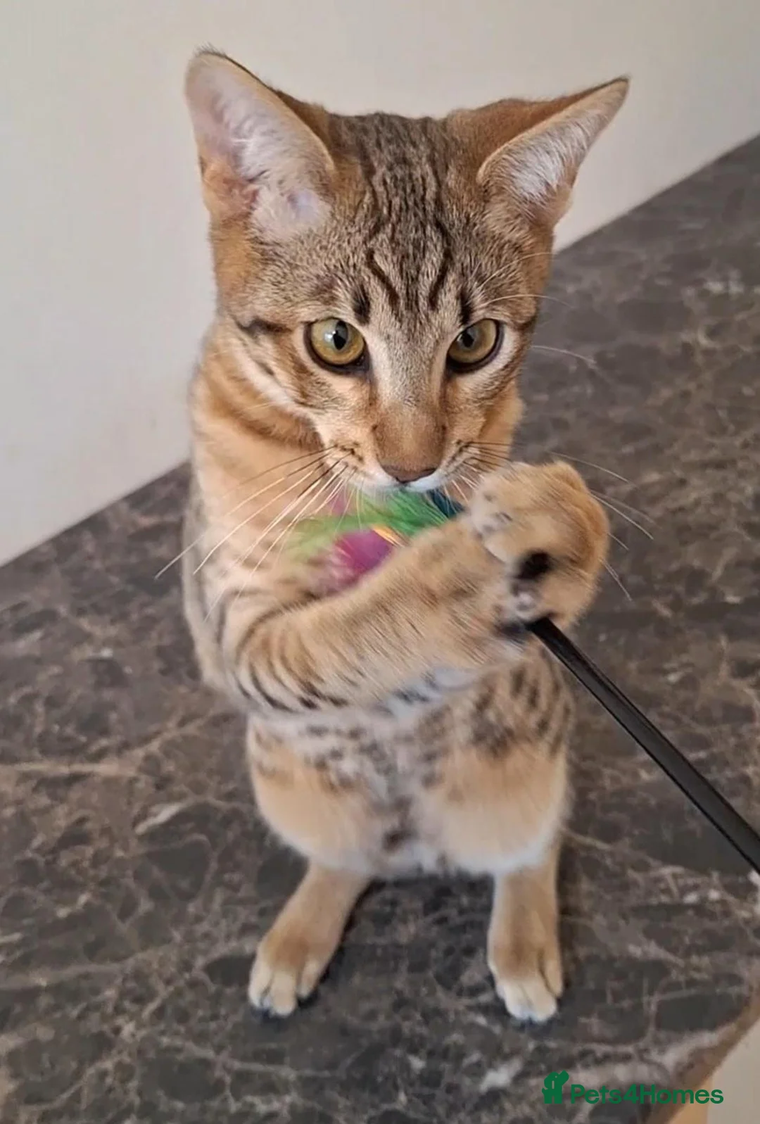 Savannah cats for sale: SBTF6 Tica Savannah male Mercury very friendly  - Advert 1