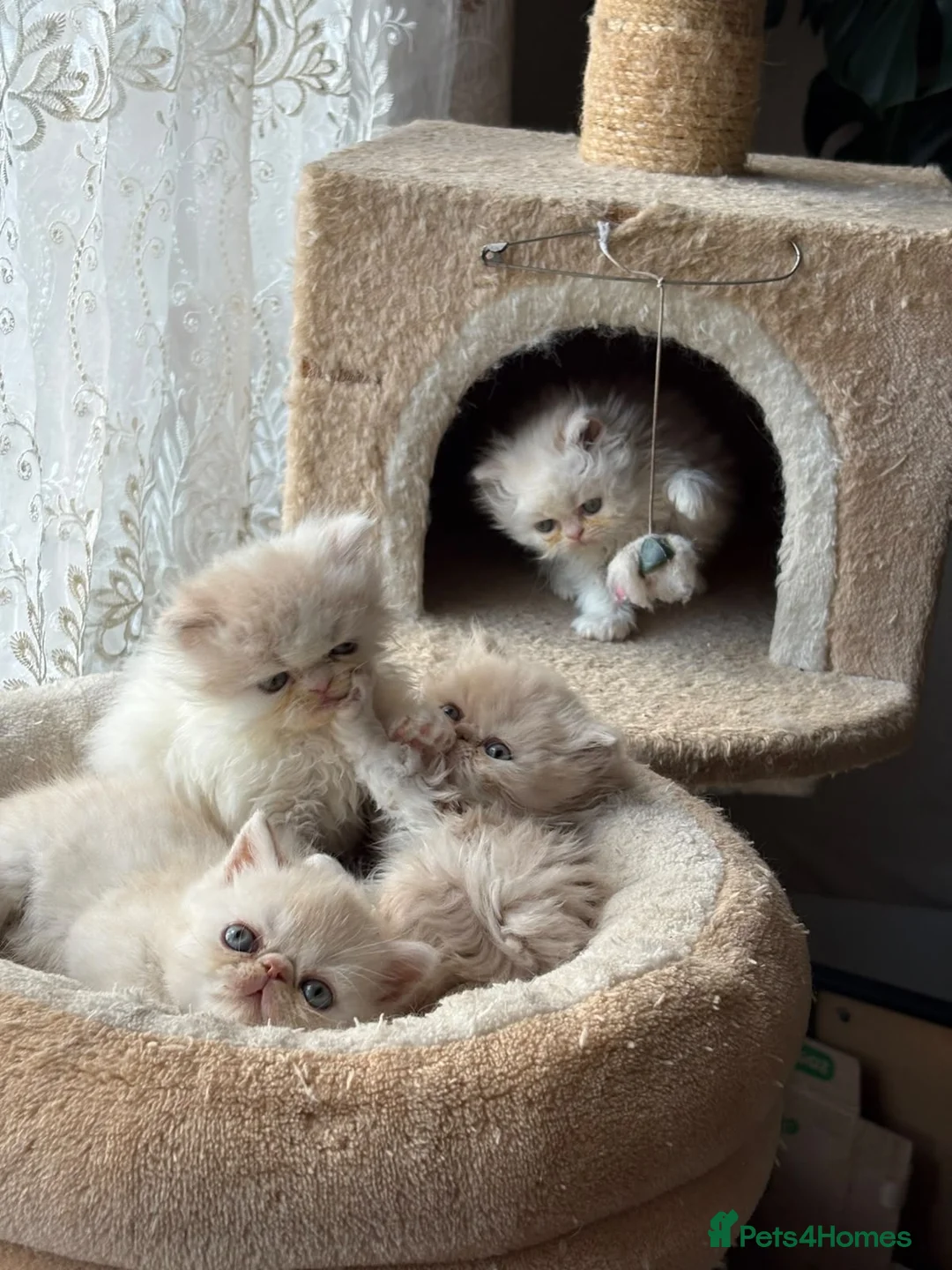 Exotic cats for sale: Exotic Persian  kittens - Advert 2