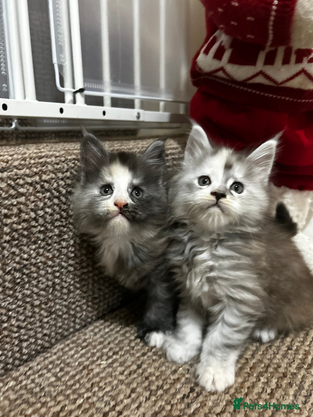 Maine Coon cats for sale: 2 stunning girls 1 polydactyl ready  **  ev - Advert 16
