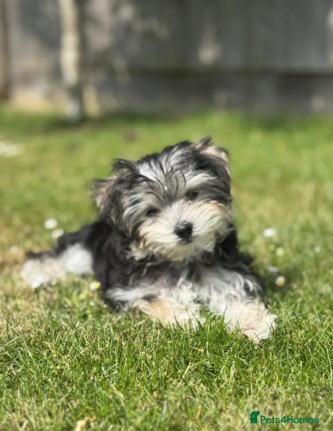 Morkie dogs for sale: Morkie puppies (2 girls and 1 boy) - Advert 17