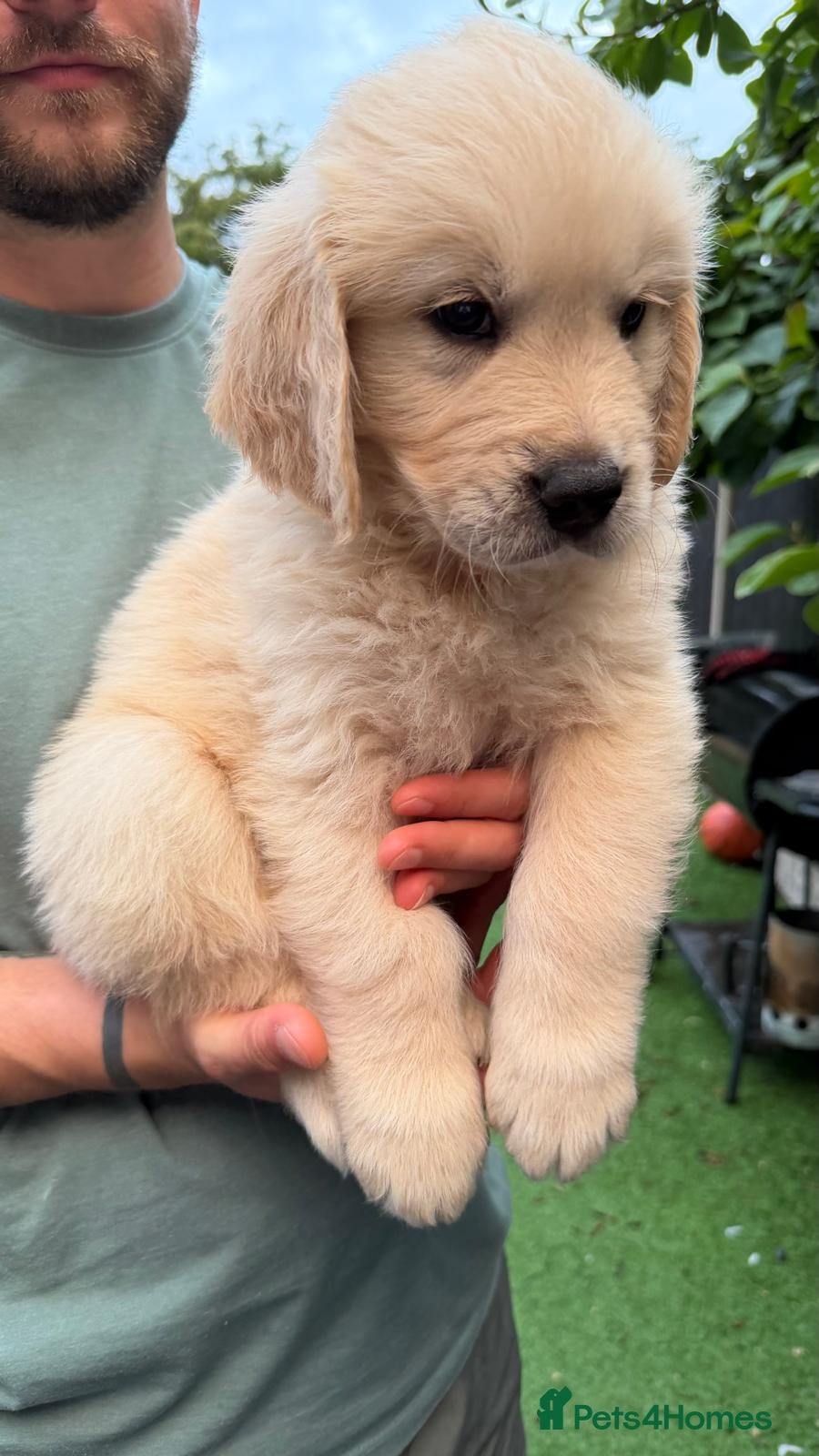 Golden Retriever dogs 2 male American Line Golden Retriever puppies left - Advert 1