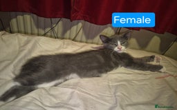 Russian Blue cats for sale: 2 Beautiful Russian Blue X kittens - Image 1