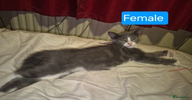 Russian Blue cats - Advert 4