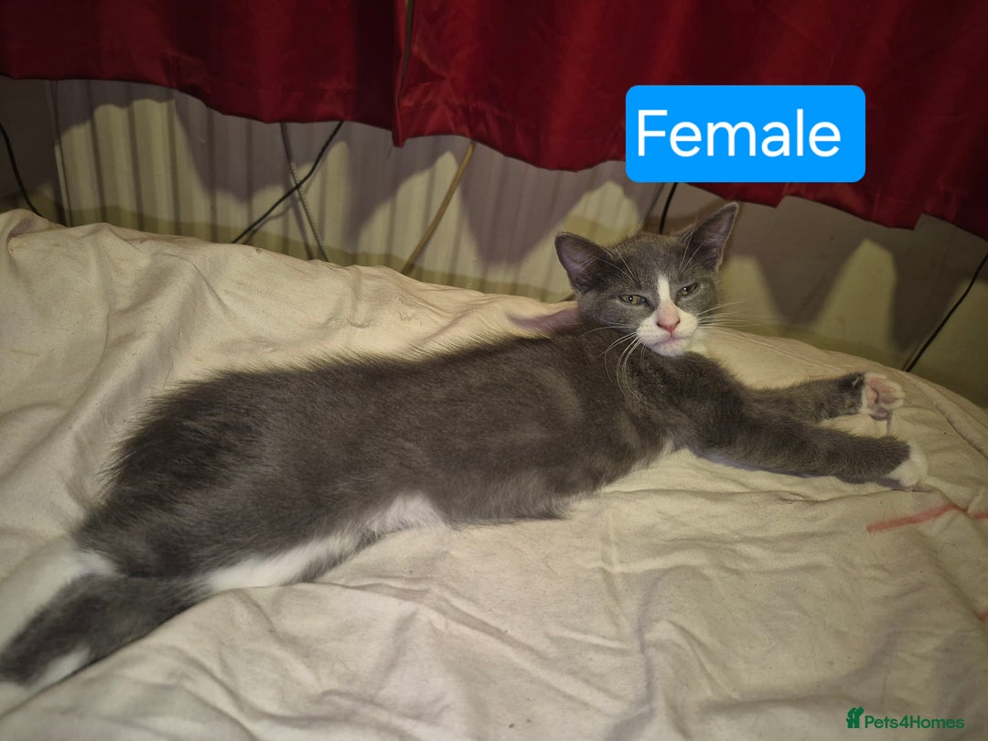 Russian Blue cats for sale: 2 Beautiful Russian Blue X kittens - Image 1