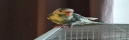 Parakeets birds for sale: Kakariki - Baby Kakariki - Ready now - Kakarikis - Advert 7