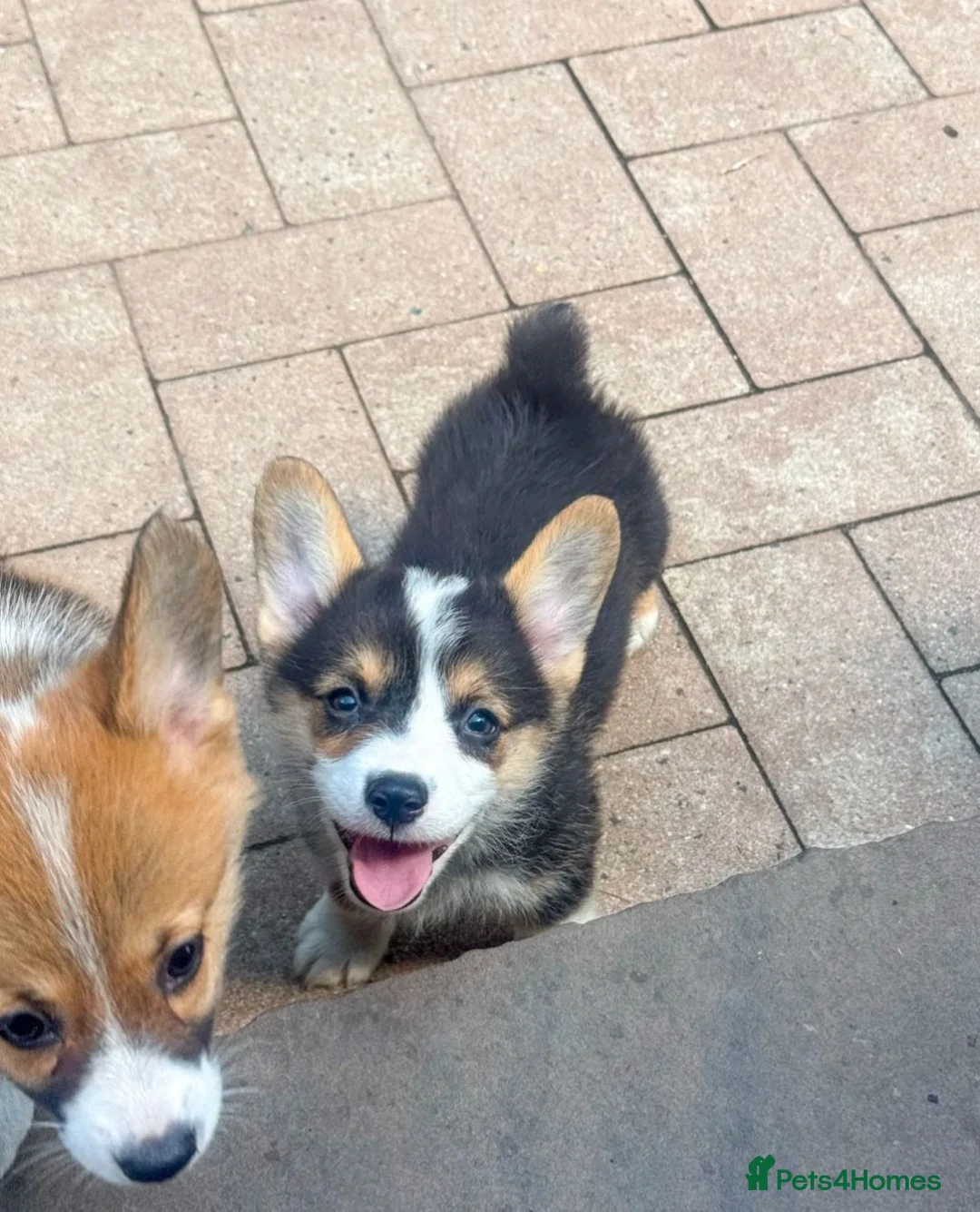 Welsh Corgi Pembroke dogs for sale: Qualifed Pembroke Welsh Corgi puppies in Liverpool - Advert 2