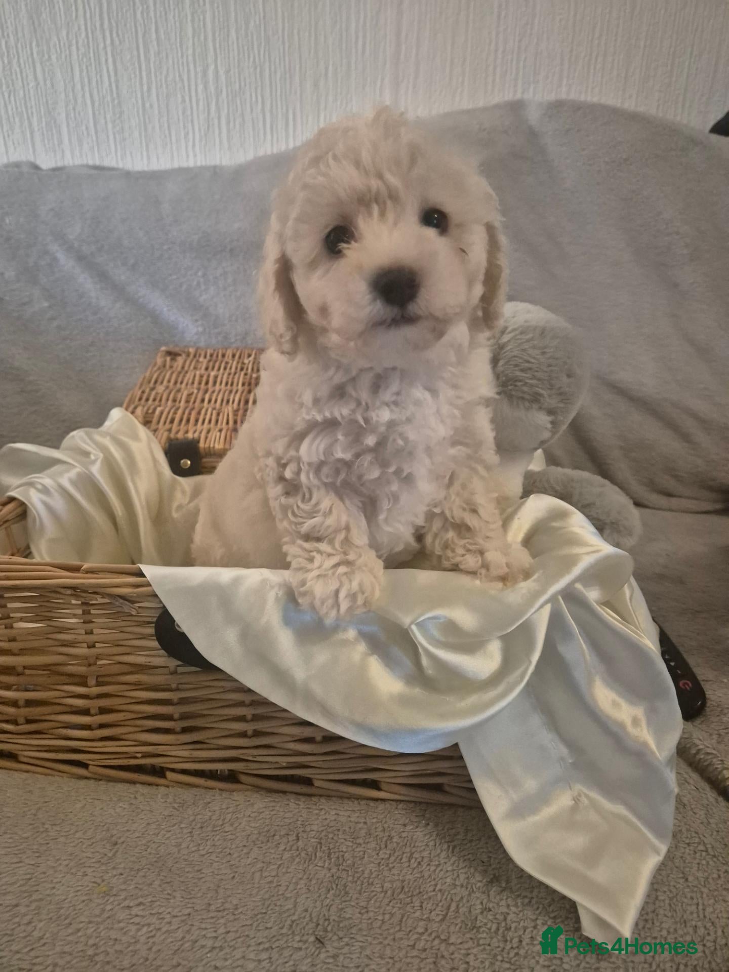 Maltipoo dogs Stunning Toy Maltipoo pups DNA Health tested CLEAR - Advert 17