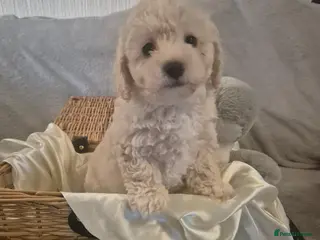 Maltipoo dogs Stunning Toy Maltipoo pups DNA Health tested CLEAR - Advert 17