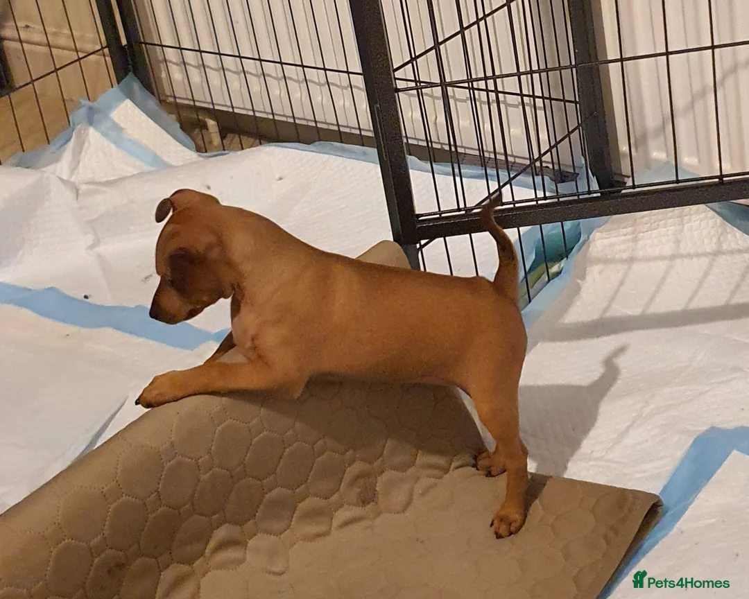 Miniature Pinscher dogs for sale: Miniature Pinscher puppies, KC registered - Advert 7