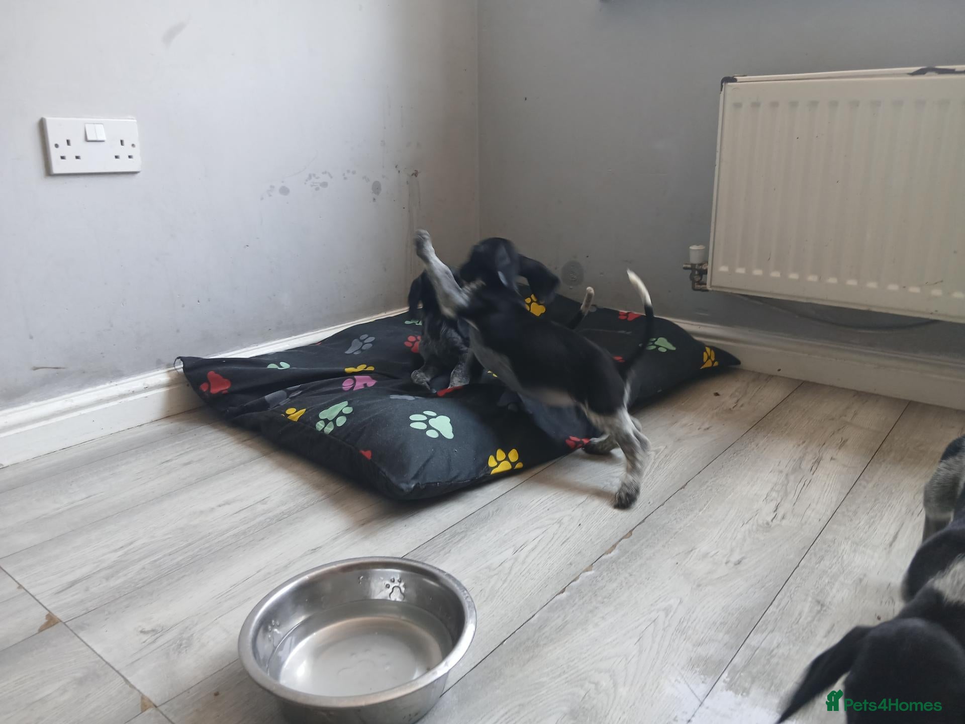 Mixed Breed dogs KC Basset Hound x KC German Shorthaired Pointer  - Advert 2
