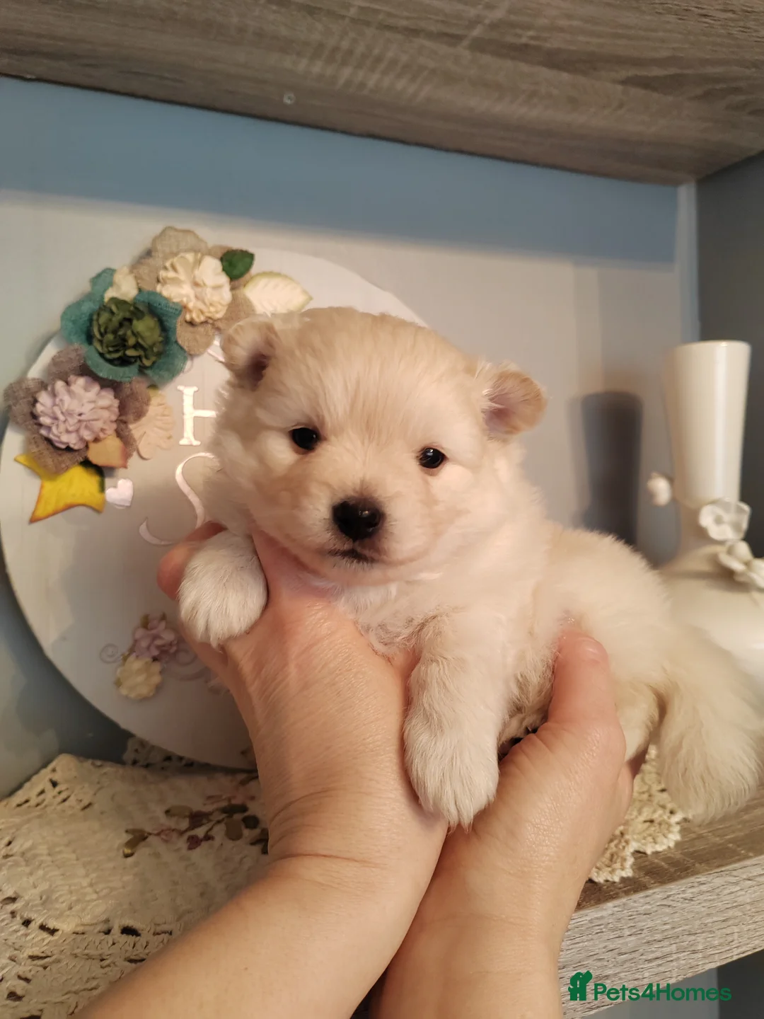 Pomeranian dogs for sale: Two Gorgeous Pomeranian Girls for SALE in Manchester - Advert 2