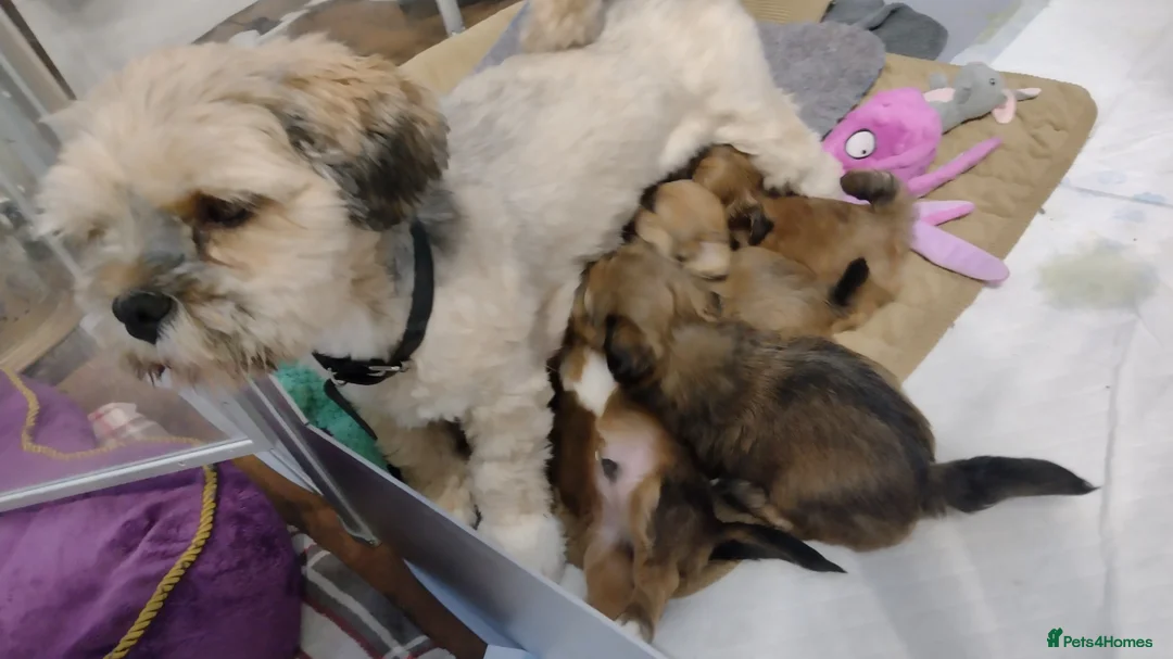 Lhasa Apso dogs for sale: 4 Lhaso Apso boys puppies ready in 4 days! - Advert 1
