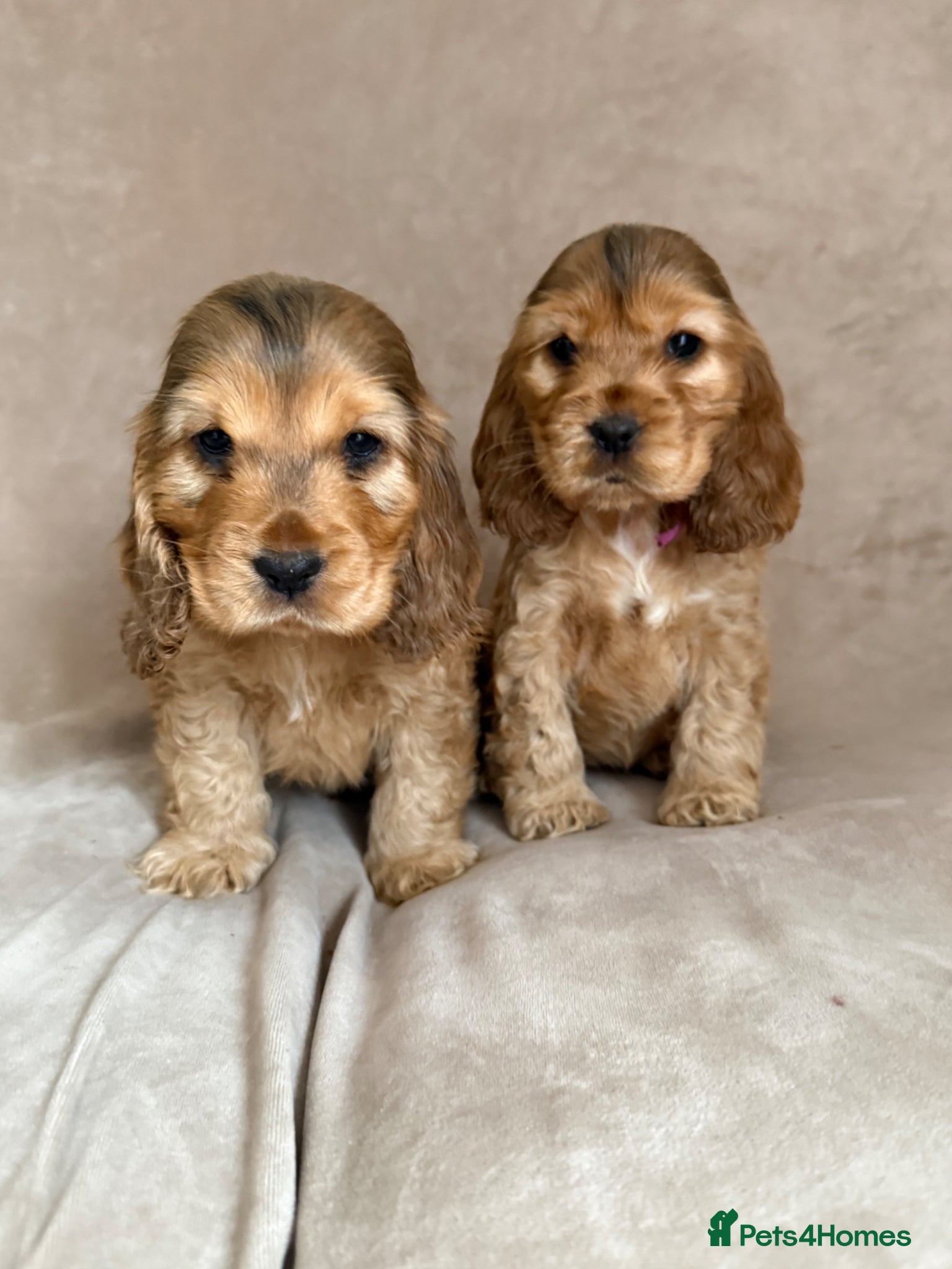 Cocker Spaniel dogs Villaspaniol lines KC show type cocker spaniels  - Advert 19