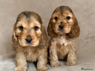 Cocker Spaniel dogs Villaspaniol lines KC show type cocker spaniels - Advert 1