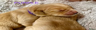 Golden Retriever Puppy - Purple