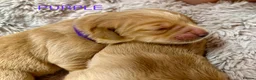 Golden Retriever dogs for sale: Adorable litter of 4 Golden Retriever puppies - Advert 7