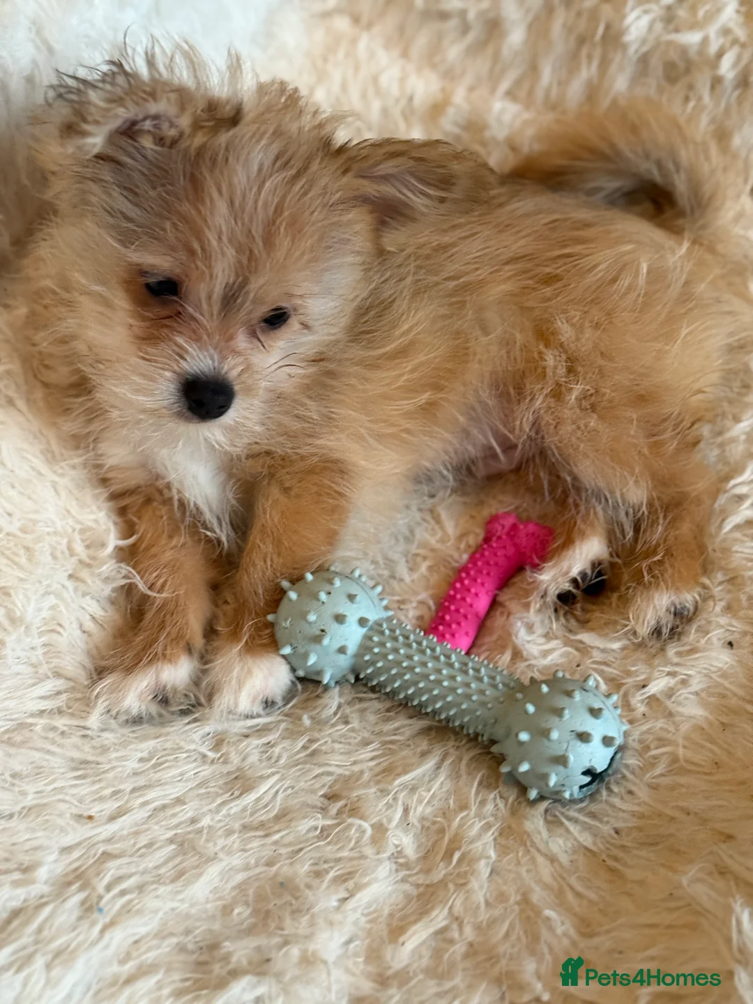 Mixed Breed dogs for sale: Ready to go! Unique mix - Maltese x JackChi Pups - Advert 1