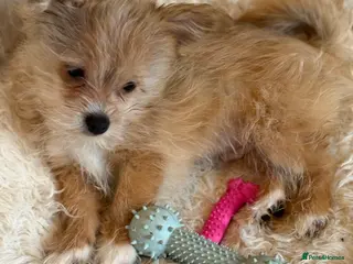 Mixed Breed dogs Ready to go! Unique mix - Maltese x JackChi Pups - Advert 1