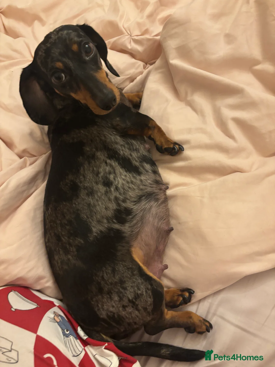 Miniature Dachshund dogs for sale: Miniature dapple Dachshund  in Leicester - Advert 1