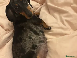 Miniature Dachshund dogs Miniature dapple Dachshund - Advert 4