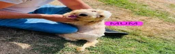 Cockapoo dogs for sale: Stunning ready now  - Advert 9
