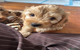 Cockapoo dogs for sale: Adorable Cockapoo Puppies  - Image 18