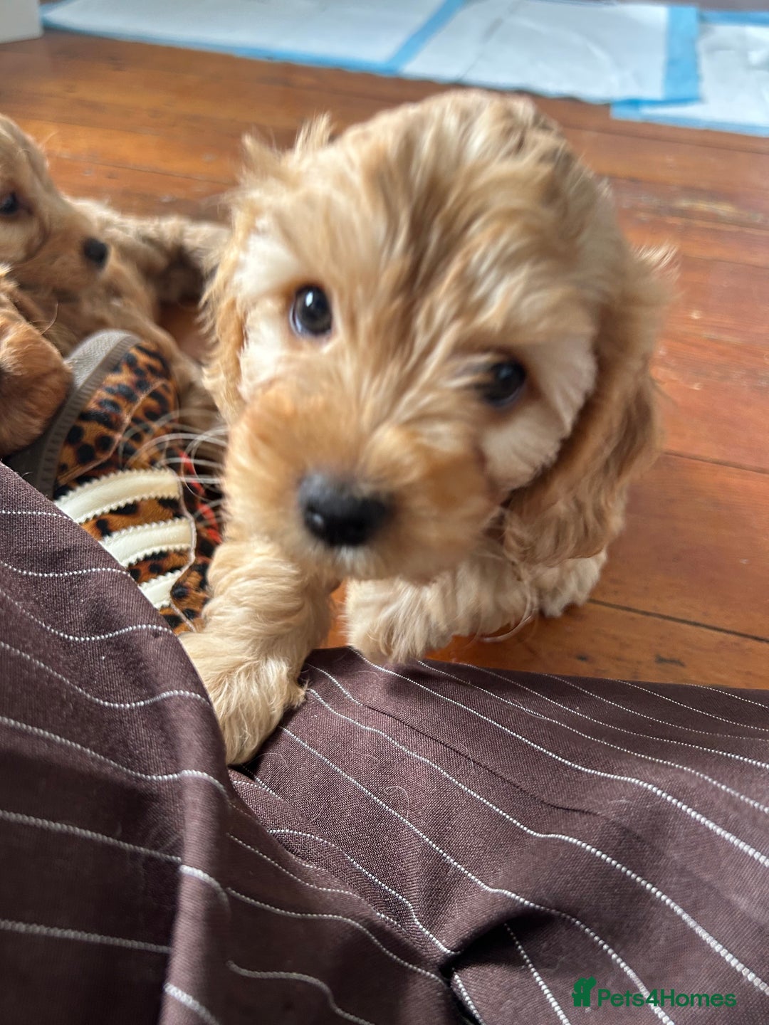 Cockapoo dogs for sale: Adorable Cockapoo Puppies  - Image 18