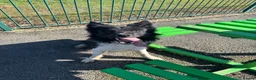Border Collie dogs for sale: Border Collie - Advert 1