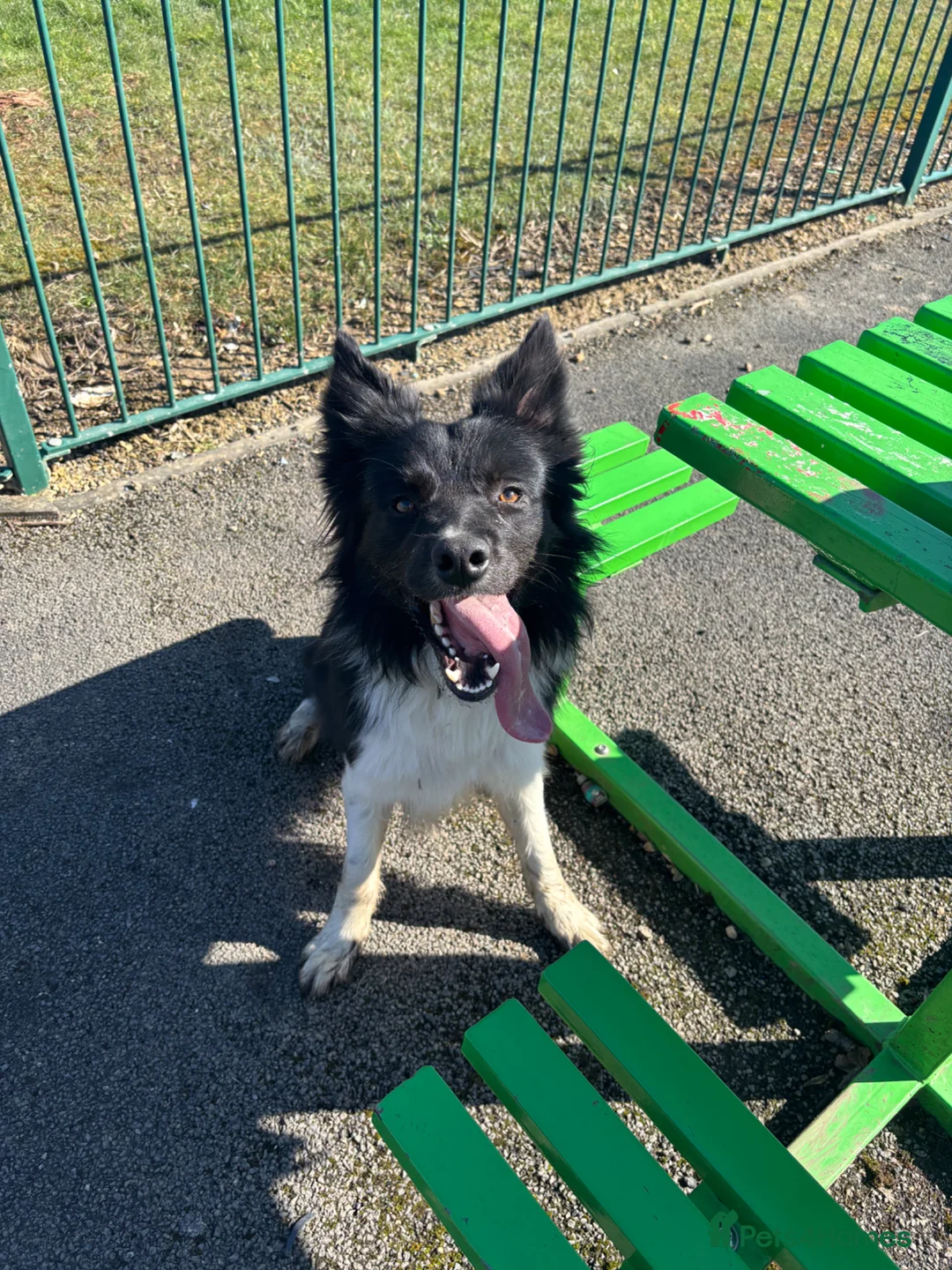 Border Collie dogs for sale: Border Collie - Advert 1