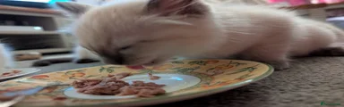 Ragdoll 4