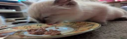 Ragdoll cats for sale: 5 ragdolls ready for their forever home - Advert 2