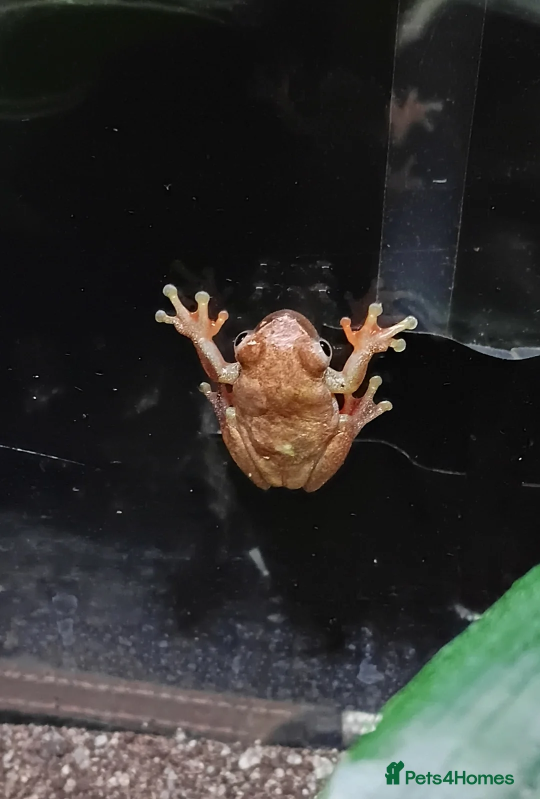 Frog reptiles for sale: Various frogs at Pets parade ltd - Advert 3