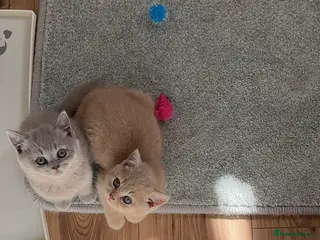 British Shorthair cats 🤎cream and lilac 💜TICA REG - Advert 6