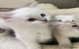 Ragdoll cats for sale: Adorable Ragdoll kittens - lilac sealpoint! 🐈 - Image 6