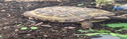 Tortoise reptiles for sale: 3 year old Horsefield Tortoise - Advert 1
