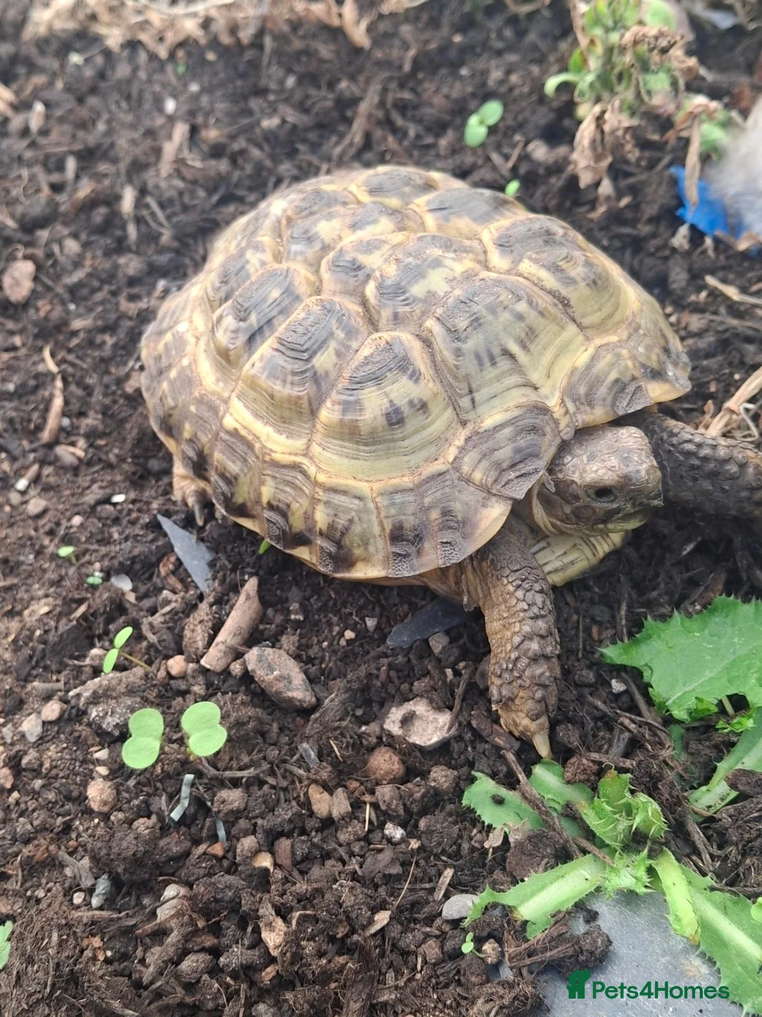Tortoise reptiles for sale: 3 year old Horsefield Tortoise - Advert 1