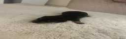Dachshund dogs for sale: 7 beautiful puppy’s looking for a forever home.  - Advert 12