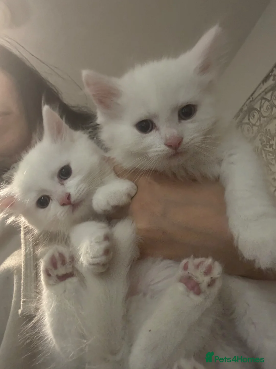 Mixed Breed cats for sale: Half Turkish van fluffy kittens! - Advert 1