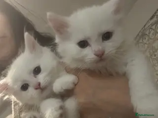 Mixed Breed cats Half Turkish van fluffy kittens! - Advert 1