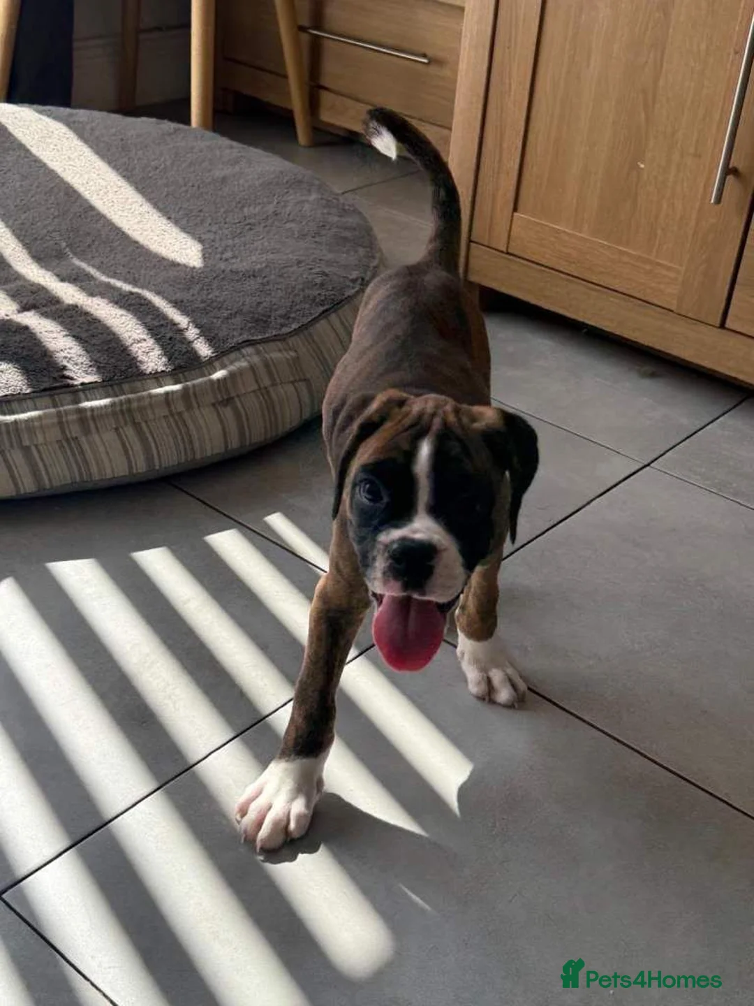 Boxer dogs for sale: Boxer puppies in Plymouth - Advert 3