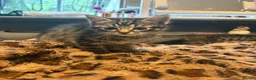 British Shorthair cats for sale: 3 tabby kittens - Advert 3